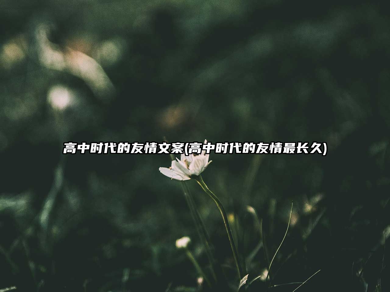 高中時代的友情文案(高中時代的友情最長久)